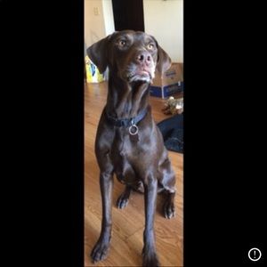 Meet your Posher, Carley